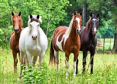 животные, лошади - случайные обои для рабочего стола