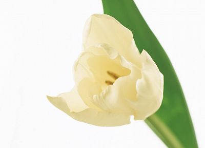 цветы, тюльпаны, белый фон, белые цветы - случайные обои для рабочего стола