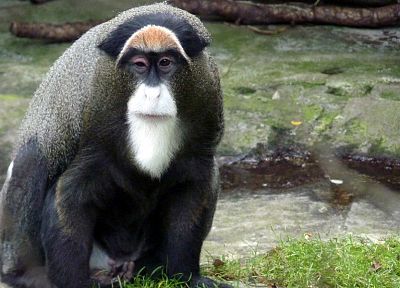 животные, обезьяны - случайные обои для рабочего стола