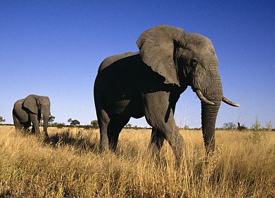 животные, мужчина, слоны, Африка - обои на рабочий стол