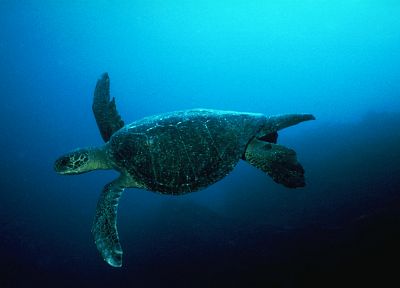 черепахи, под водой - случайные обои для рабочего стола