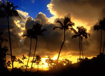 восход, облака, пейзажи, природа, пальмовые деревья - оригинальные обои рабочего стола