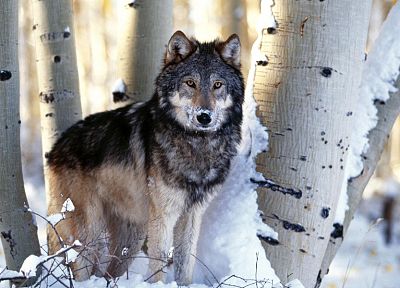 снег, животные, волки - случайные обои для рабочего стола