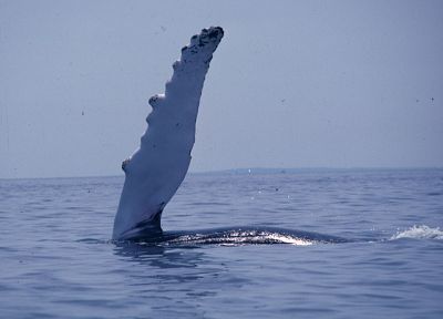 киты, море - обои на рабочий стол