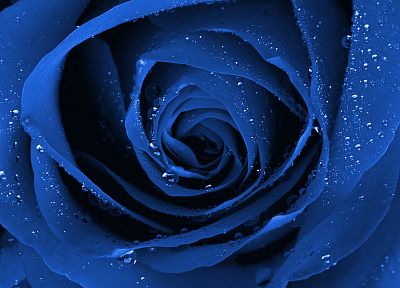 влажный, розы, Голубая роза, синие цветы - обои на рабочий стол