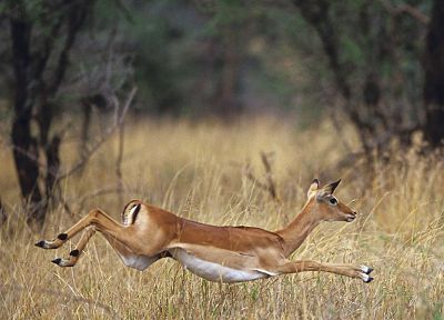 живая природа, Африка, Дикая Африка, газель, Impala - случайные обои для рабочего стола