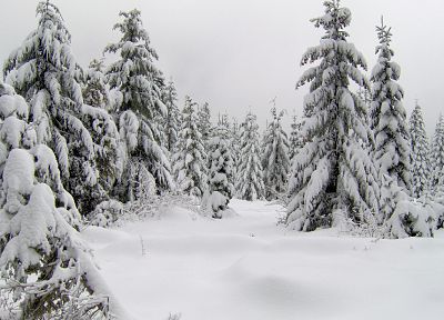 пейзажи, зима, снег, деревья - обои на рабочий стол