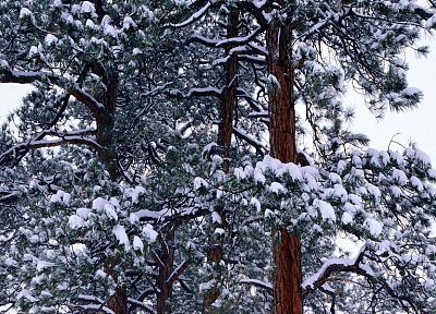 природа, зима, снег, деревья - обои на рабочий стол