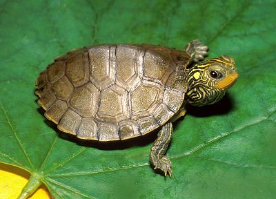 черепахи - случайные обои для рабочего стола