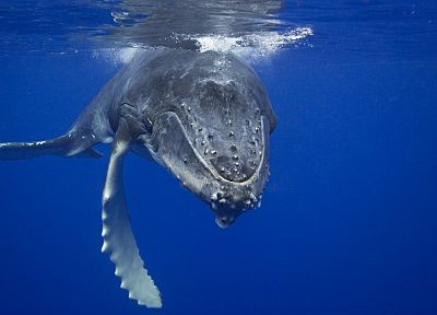 океан, природа, животные, киты, под водой, горбатый кит - случайные обои для рабочего стола