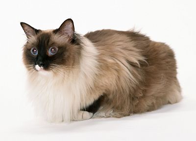 кошки, животные, белый фон - похожие обои для рабочего стола