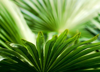 листья, пальмовые листья - случайные обои для рабочего стола