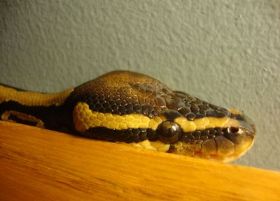 змеи, рептилии - случайные обои для рабочего стола