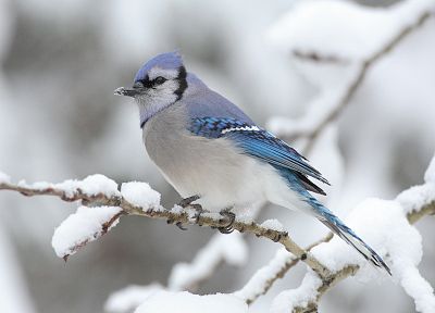 снег, птицы, Blue Jay - обои на рабочий стол