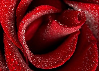 крупный план, красный цвет, цветы, макро, розы - обои на рабочий стол