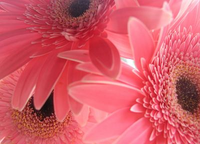 цветы, розовый цвет, цветок герберы, Гербер Дэйзи - случайные обои для рабочего стола