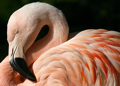 фламинго, чилийский - случайные обои для рабочего стола