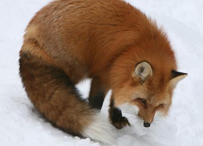 зима, снег, животные, лисы - случайные обои для рабочего стола