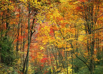 природа, деревья, осень, леса, леса, растения - копия обоев рабочего стола