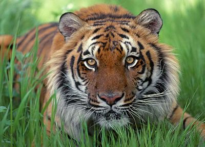 животные, тигры, Бенгальские тигры - случайные обои для рабочего стола