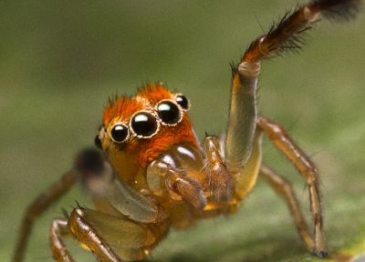 животные, насекомые, макро, пауки, паукообразные - оригинальные обои рабочего стола