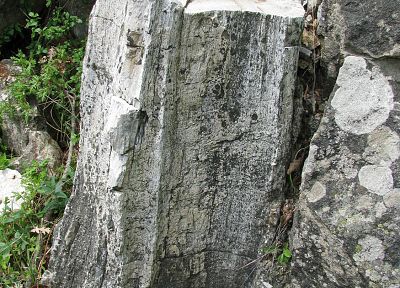 Окаменелый лес - Болгария - случайные обои для рабочего стола
