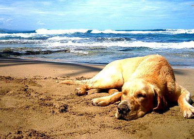 песок, собаки, Лабрадор ретривер, море, пляжи - случайные обои для рабочего стола