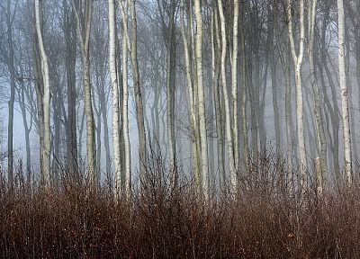 деревья, осень, леса, туман - случайные обои для рабочего стола