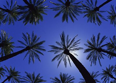 Калифорния, пальмовые деревья - случайные обои для рабочего стола
