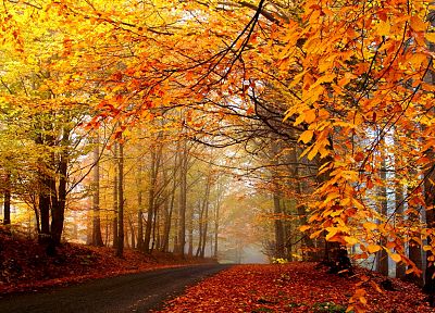 природа, деревья, осень, леса, дороги - обои на рабочий стол