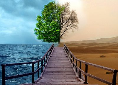 океан, деревья, пустыня, мосты - оригинальные обои рабочего стола