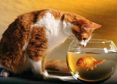кошки, смешное, Золотая рыбка, аквариумы - обои на рабочий стол