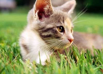 кошки, трава, на открытом воздухе, котята, низкий угол выстрел - случайные обои для рабочего стола