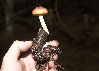 грибы - похожие обои для рабочего стола