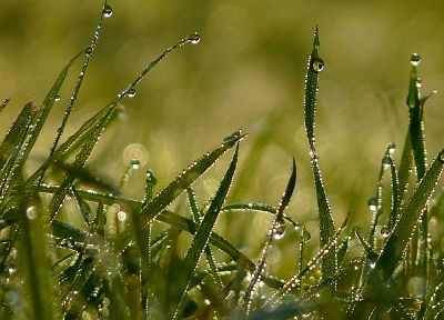 природа, трава, капли воды - случайные обои для рабочего стола