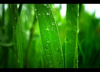 зеленый, трава, капли воды - случайные обои для рабочего стола