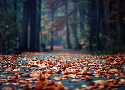 осень, дерево, листья, глубина резкости, опавшие листья - обои на рабочий стол