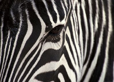 природа, животные, зебры, животный мир - случайные обои для рабочего стола
