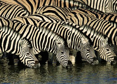 животные, зебры, Африка, питьевой - копия обоев рабочего стола