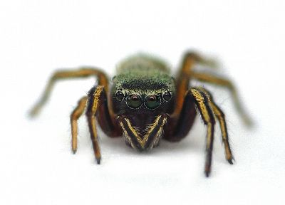 природа, животные, насекомые, пауки, паукообразные - обои на рабочий стол