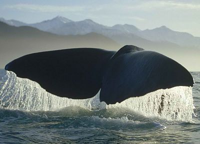 киты - случайные обои для рабочего стола