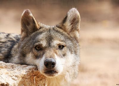 животные, волки - обои на рабочий стол