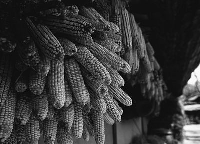 кукуруза, оттенки серого - случайные обои для рабочего стола