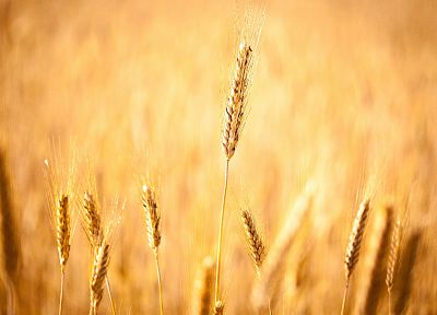 поля, пшеница - случайные обои для рабочего стола