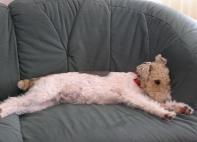 диван, животные, собаки - случайные обои для рабочего стола