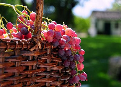 фрукты, виноград, корзины - обои на рабочий стол