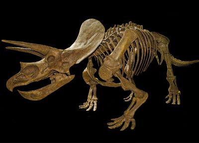 динозавры, скелеты - случайные обои для рабочего стола