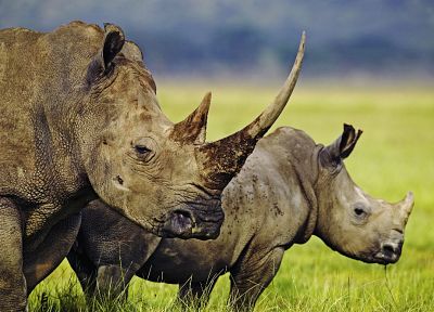 носорог, Африка - похожие обои для рабочего стола