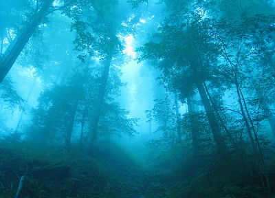 синий, пейзажи, природа, деревья, леса, туман, туман - обои на рабочий стол