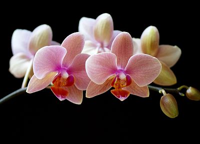 цветы, орхидеи - копия обоев рабочего стола